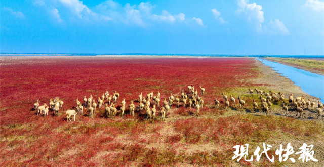 壮观！条子泥湿地披上“红地毯”_腾讯新闻