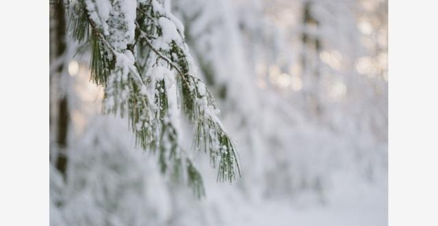全国重点城市雨雪进程表出炉！来看雪花何时到你家_腾讯新闻