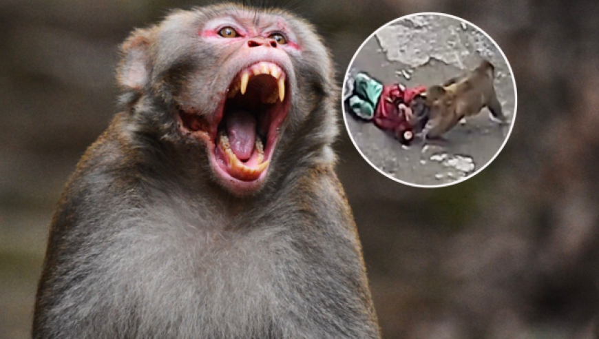 贵州野猴抓走3岁女童,绑架幼童摔死婴儿,为何猴子时有伤人恶行