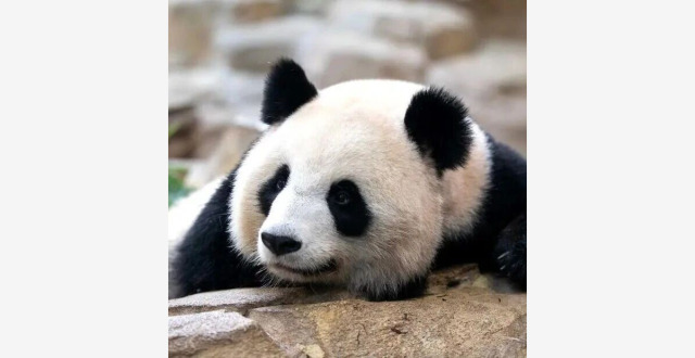 新一对大熊猫计划2027年落户法国缩略图