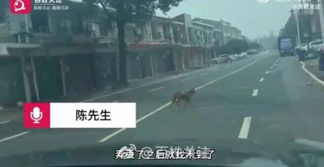 湖南长沙出现一疯狗当街咬伤数人及十几条狗，周边商户联合已将其捕杀，镇政府：民警将开展抓捕工作，居民抓到疯狗可自行处置，但严禁食用_腾讯新闻