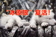 “冰原狼”复活！7万年头骨中提取了DNA，灭绝物种重生却引发担忧_腾讯新闻