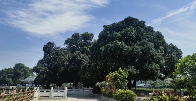 芒果飘香，东莞寮步古树芒果即将迎来收获季节_腾讯新闻