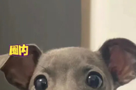 这谁还说细狗不行，这细狗可太强了_腾讯新闻