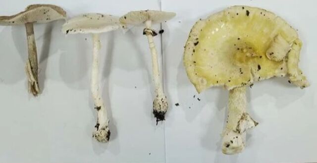 又是它，9人中毒相继在济南就诊，1人引发肝衰竭，专家：已进入高发季_腾讯新闻