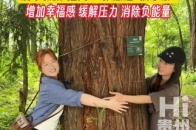 抱树 20 秒，向大自然借能量！清华教授：环抱大树激活“快乐素”_腾讯新闻