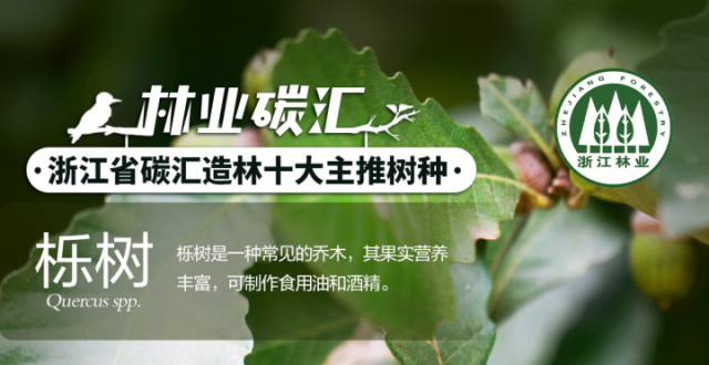 浙江“碳汇之王”：栎树_腾讯新闻