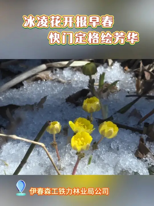 冰凌花开报早春_腾讯新闻