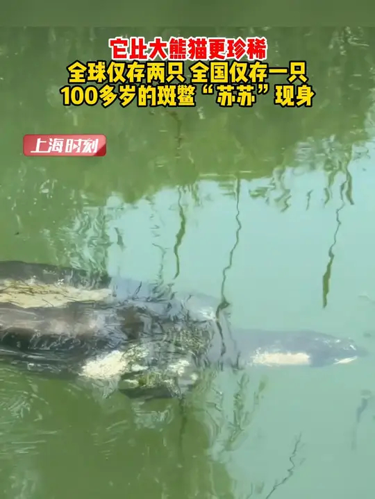 它比大熊猫更珍稀！全球仅存两只，全国仅存一只，100多岁的斑鳖“苏苏”现身_腾讯新闻