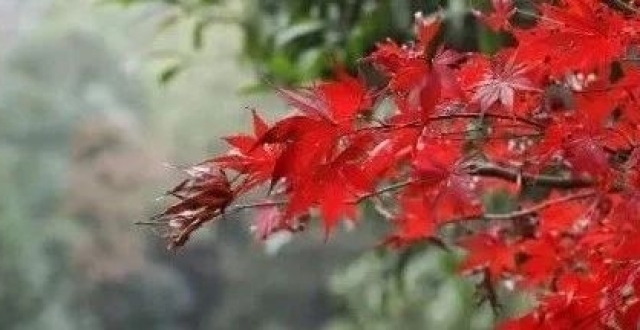 去有“枫”的地方，一起“FENG”_腾讯新闻