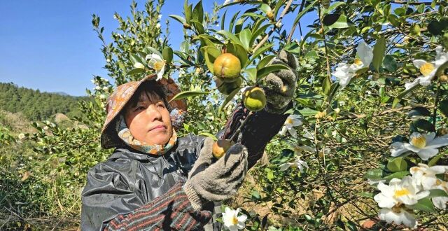 “黄金果”压弯枝！石栏镇岩科村500亩油茶林喜丰收_腾讯新闻
