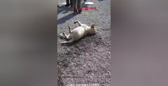 女子放狗下滇池戏水引围观？市民：爱狗可以，别越界_腾讯新闻