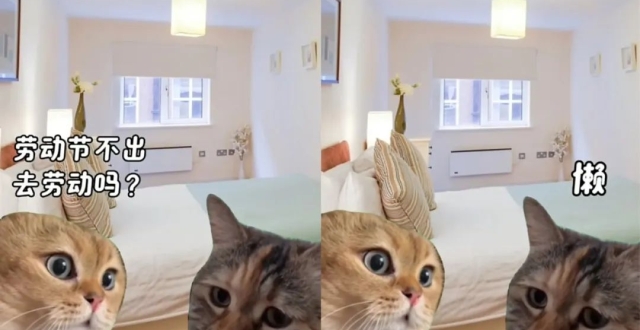 一周涨粉10万，猫meme怎么就火了？_腾讯新闻