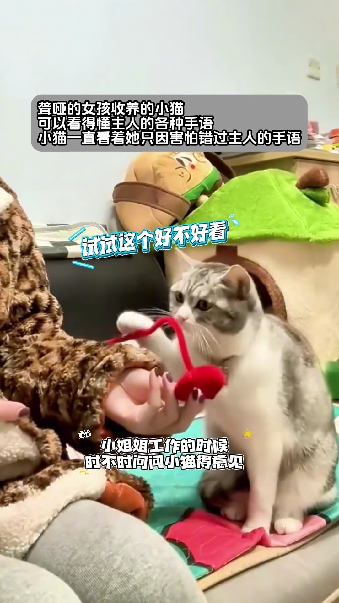 Deaf and mute girl communicates with kitten using sign language, the kitten keeps watching its owner afraid of misunderstanding the owner's sign language