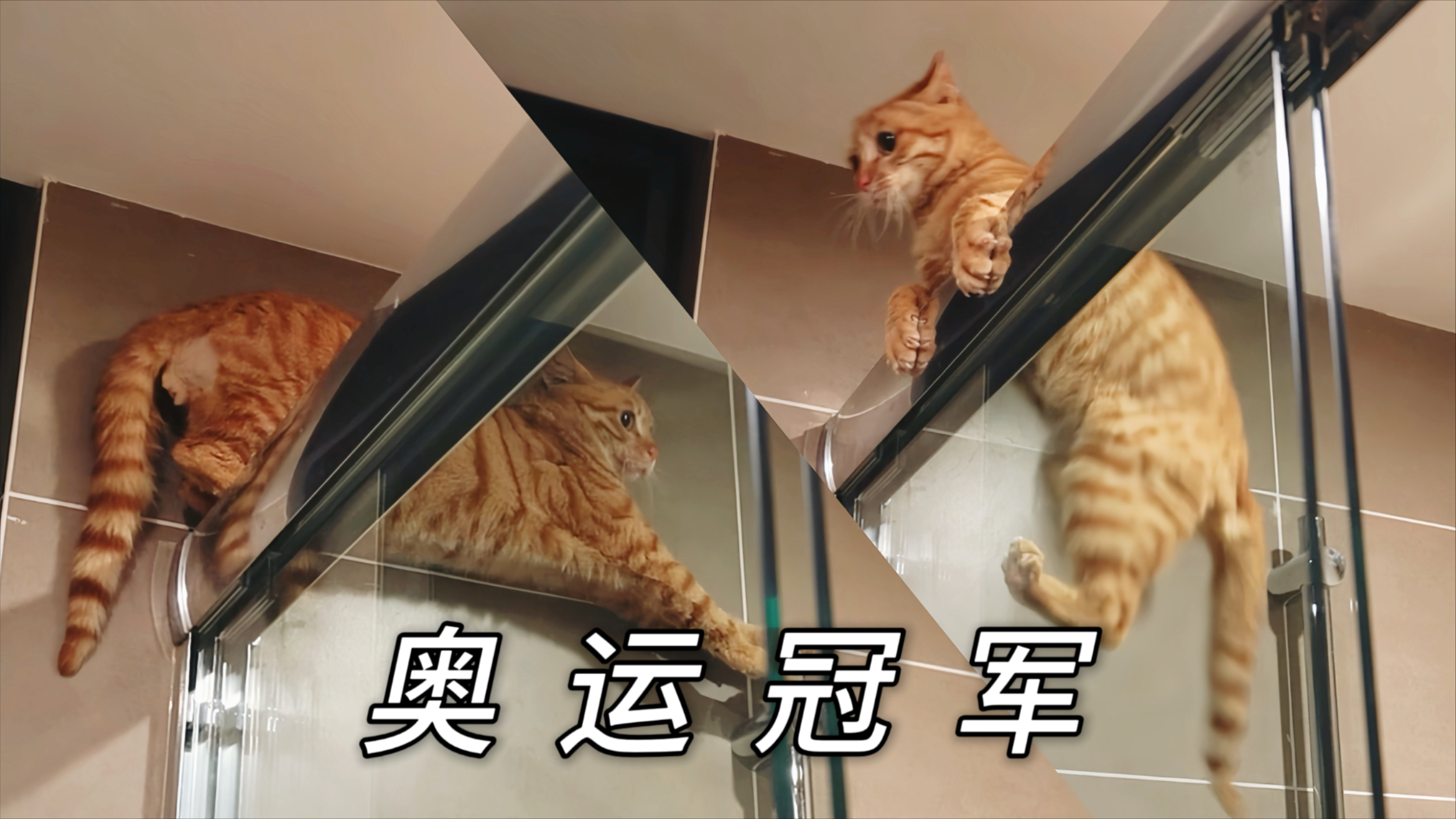 捡来的小浪猫是个体操王子，天天表演高难度动作_腾讯新闻