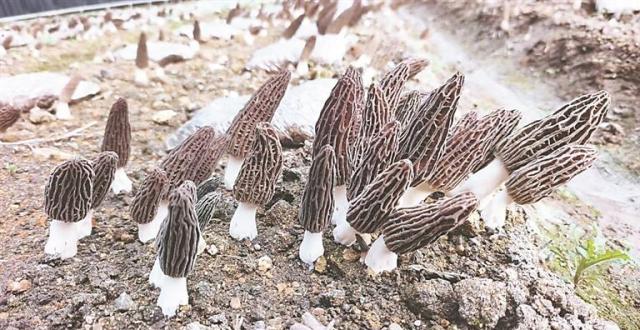 寒地绽放“黄金菌”_腾讯新闻