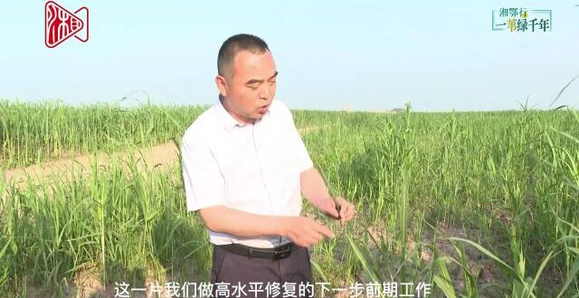 湘鄂行·一苇绿千年 | “抢救”南荻！洞庭苇业把“实验室”搬到芦苇地_腾讯新闻