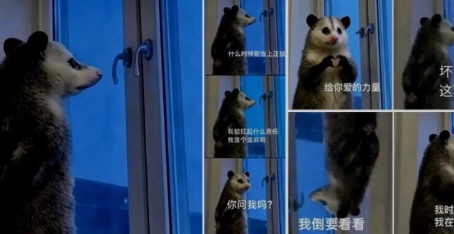 背手负鼠，为何“站”进了年轻人心里？_腾讯新闻