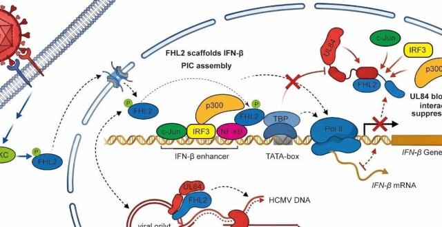 【前沿&进展】PLoS Pathog | 暨南大学李弘剑/陈俊团队在疱疹病毒调控干扰素机制研究方面取得新进展_腾讯新闻