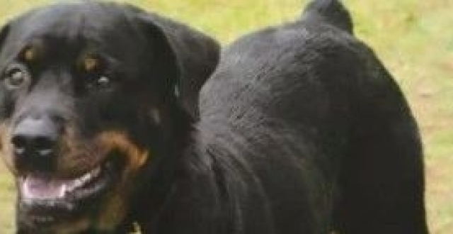 看图！北京城六区禁养这些烈犬、大型犬，养狗要注意这10个问题_腾讯新闻