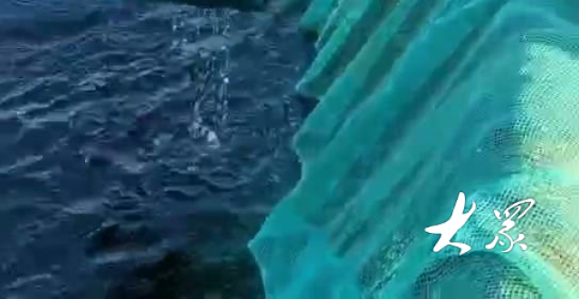 你听过“扒皮狼”吗？深水网箱首次跃出一尾“扒皮狼”_腾讯新闻