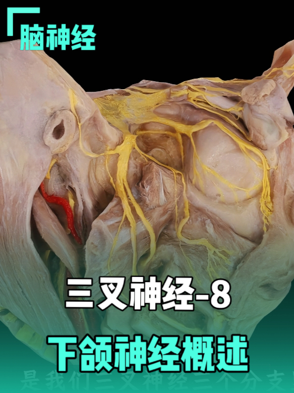 三叉神经-8：下颌神经概述 _腾讯新闻