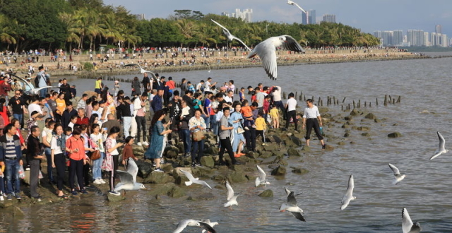 深圳湾部分海域禁渔期拟再延五年_腾讯新闻