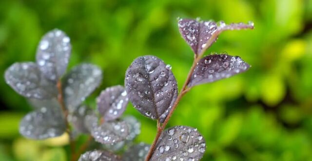 每周一景丨雨沐翠枝新_腾讯新闻