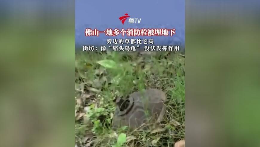 近日，有南海狮山镇街坊报料，在虹岭路的路边有多个消防栓长期缩在地里，好像&ldquo;缩头乌龟&rdquo;一样，8月8日中午，记者来到现场，如果不留心看，真的很难发现绿化带上设置了消防栓，记者沿路再走，发现大概有五六个消防栓都有同样情况