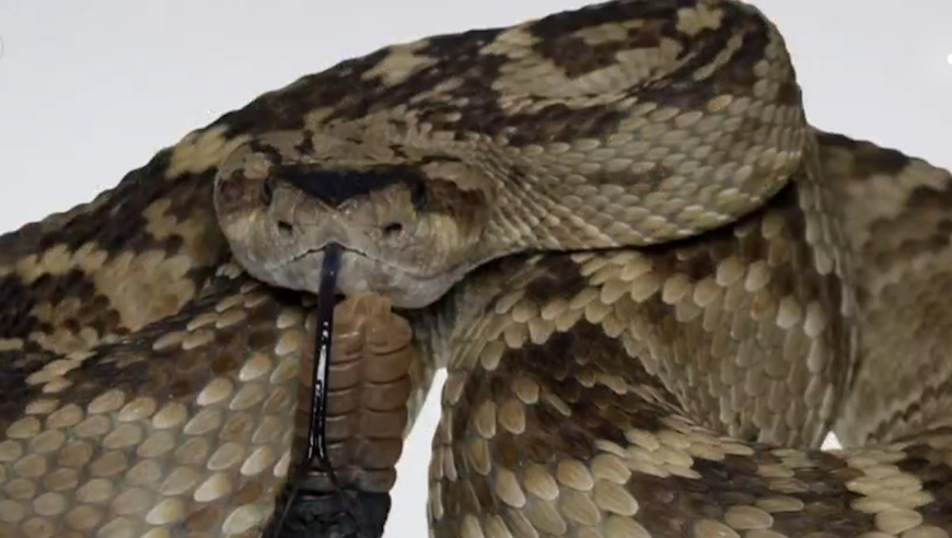 黑尾响尾蛇是管牙类毒蛇,可以像针头一样直接注射毒液