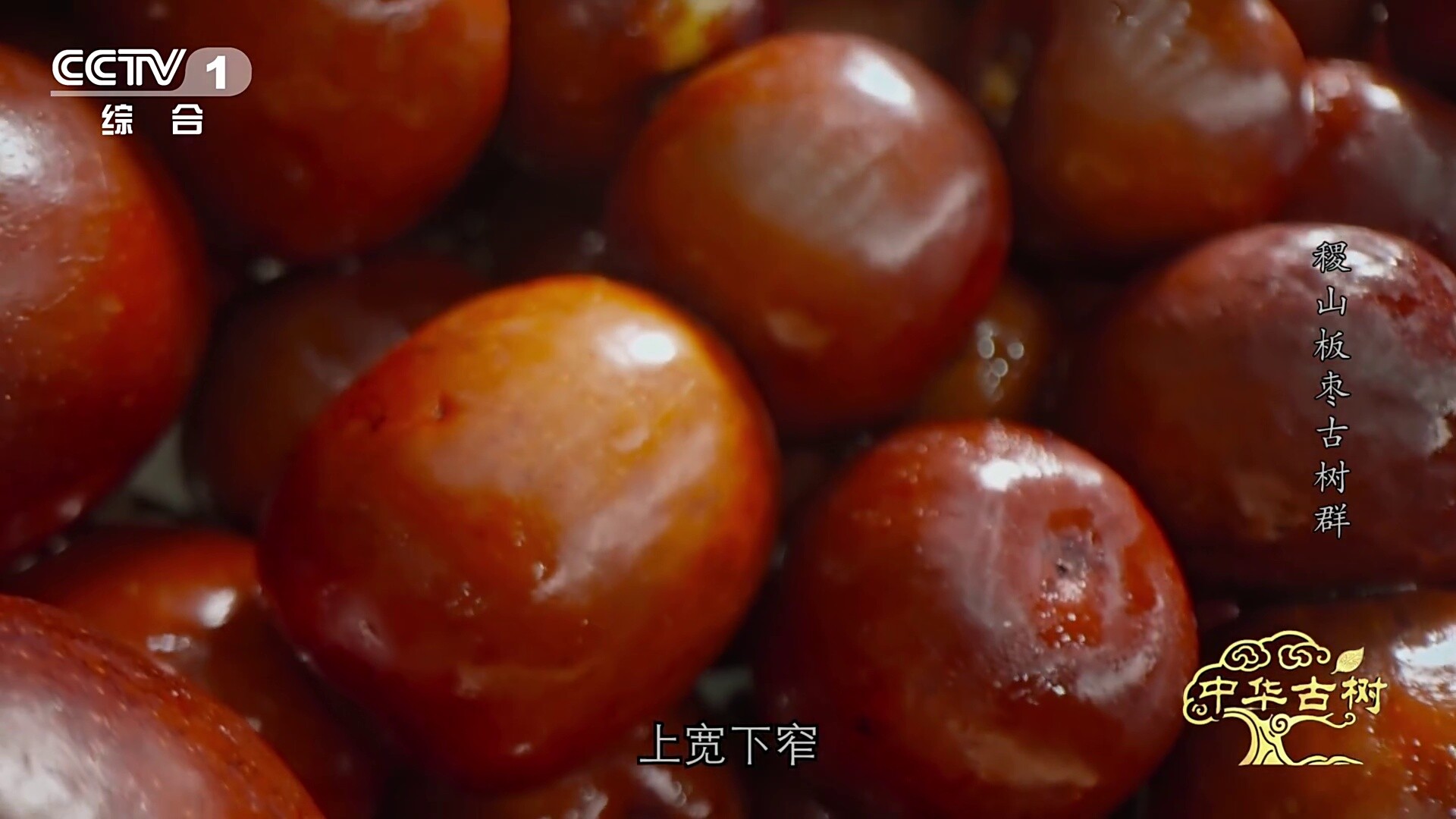 板枣的名字竟源自谐音_腾讯新闻