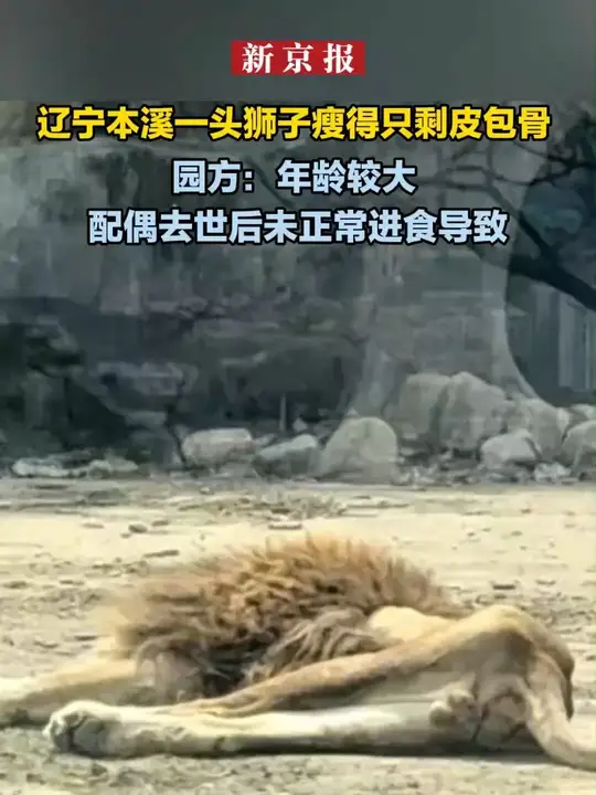 辽宁本溪一头狮子瘦得只剩皮包骨，园方：年龄较大，配偶去世后未正常进食导致_腾讯新闻