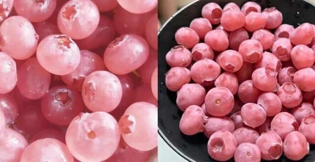 “粉色蓝莓”，1斤400元？缩略图