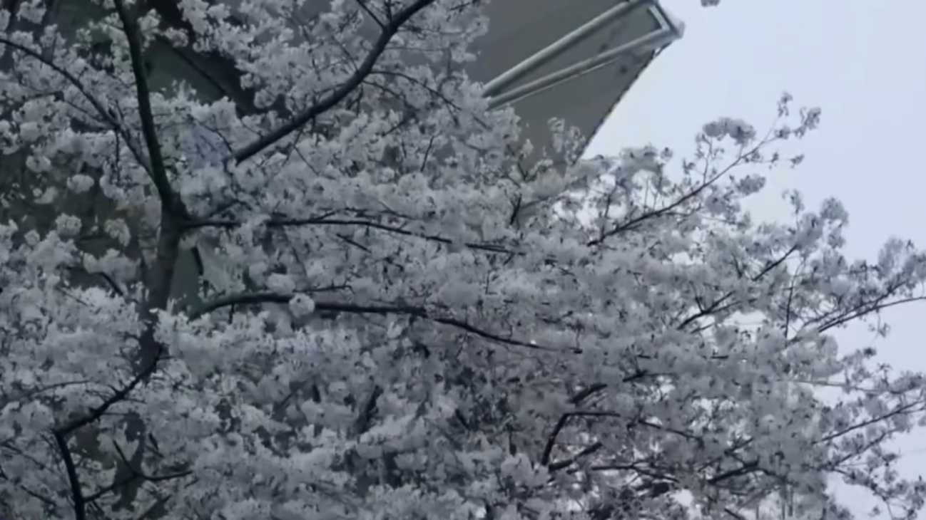 上海迎来2021年樱花观赏季