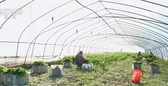 应对低温挑战 多地数措并举保障百姓“菜篮子”供应充足缩略图