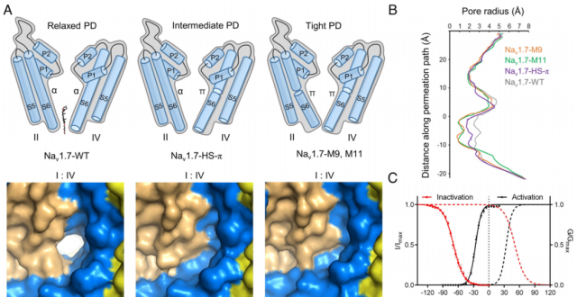 PNAS | 颜宁团队揭秘Nav1.7通道：从结构到功能的深入解析_腾讯新闻