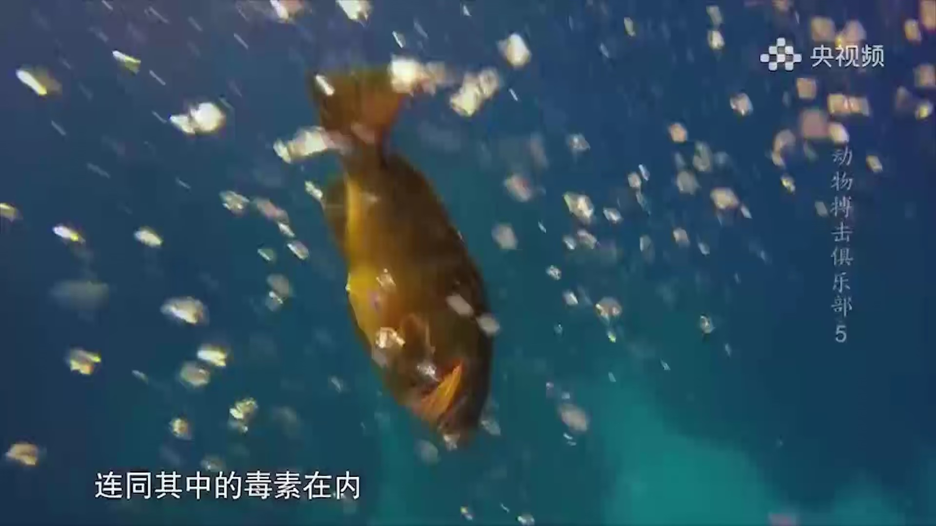 蓑鲉身体里暗藏乾坤，它的秘密武器你绝对想不到，快来揭秘_腾讯新闻