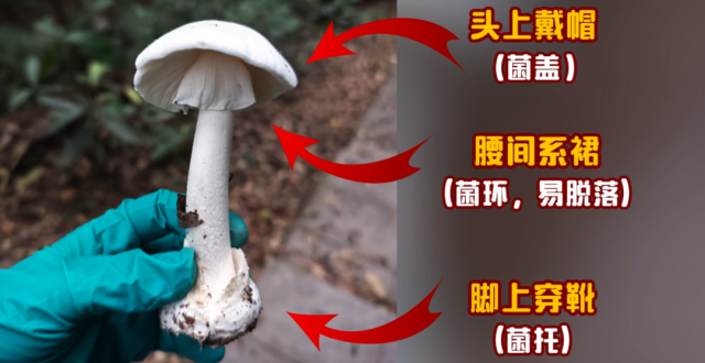致命“毒王”上线！已在广东发现！误食后死亡率高达75%_腾讯新闻