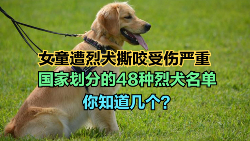 小型烈性犬名单图片