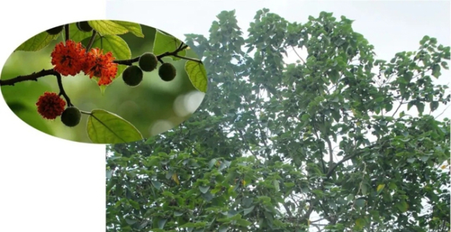 《诗经》植物榖树 | 褚半农_腾讯新闻
