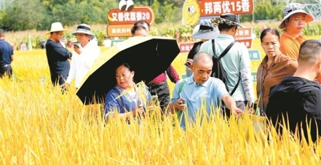 稻浪翻金 看禾选种_腾讯新闻