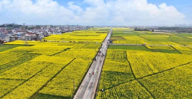 以花为媒、产景共兴 2026最美油菜花海汉中旅游文化节启幕_腾讯新闻