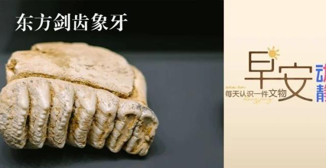 早安丨每天认识一件文物：东方剑齿象牙_腾讯新闻