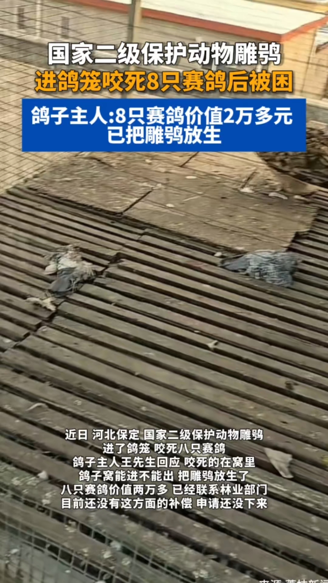 雕鸮进鸽笼咬死8只赛鸽_腾讯新闻