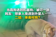 当机器狗遭遇真狗子，谁更厉害？_腾讯新闻