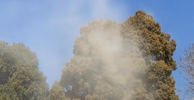 圆柏树花粉如烟似雾飘在空中易致人过敏，北京市园林绿化局：动态替换易致敏树种_腾讯新闻