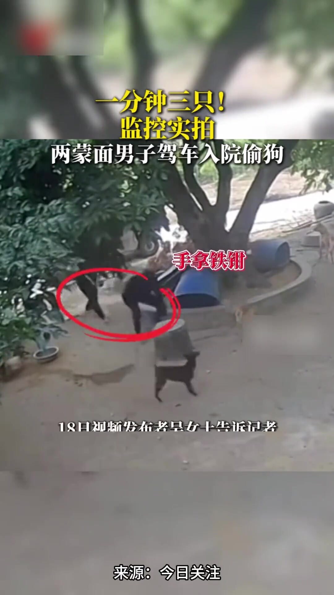 监控实拍两蒙面男子驾车入院偷狗