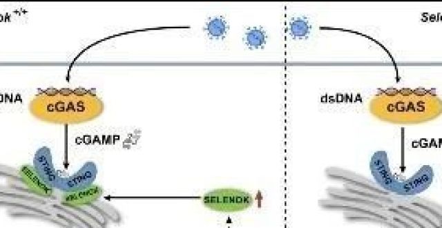 【前沿＆进展】PLoS Pathog︱山东大学贾木天研究员联合赵伟教授揭示硒蛋白调控抗病毒固有免疫新机制_腾讯新闻