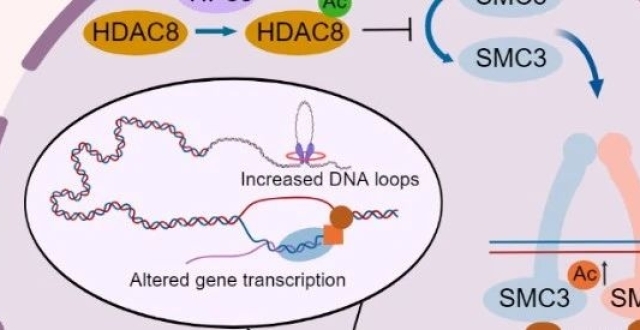 EMBO Reports｜复旦大学余巍课题组发现HDAC8的可逆乙酰化修饰调控细胞周期的新机制_腾讯新闻