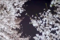 最高温25℃！长沙春季赏花攻略_腾讯新闻